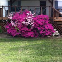 Teri Mcmillen Photo 9