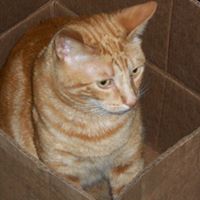 Forrest Tyler Photo 13
