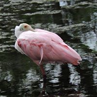 Judith Goldman Photo 16