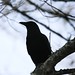 Debbie Crow Photo 23