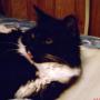 Henry Newton Photo 16