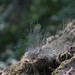Tabitha Moss Photo 28