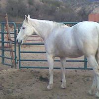 Debra Snelgrove Photo 1