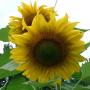 Nancy Trombley Photo 26