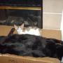 Carol Tilton Photo 15