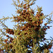 Brandon Cone Photo 21