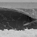 Scott Platt Photo 38