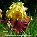 Gladys Austin Photo 9