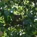 Elizabeth Pears Photo 9