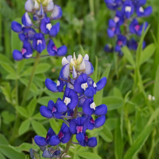 Stephanie Gillis Photo 24