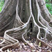 Larry Root Photo 24