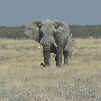 Judy Peterson Photo 6
