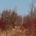 Sandy Wolfe Photo 29