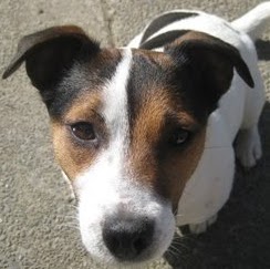 Jack Russell Photo 14