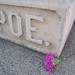 Mark Snodgrass Photo 15