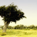 Katrina Root Photo 6