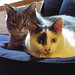 Dot Rowe Photo 8