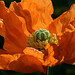 Mary Barr Photo 27