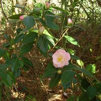 Nancy Whitman Photo 8