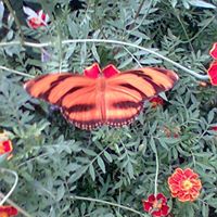 Debbie Creel Photo 17