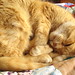 Ginger Sampson Photo 3