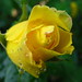 Rose Vang Photo 20