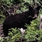 Linda Strickland Photo 28