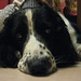 Roy Springer Photo 11