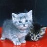 Sherry Macwhinney Photo 6