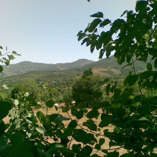 Muhammad Javed Photo 21