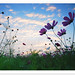 Peter Chen Photo 64