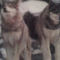 Lawrence Wolf Photo 30