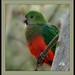 Bob King Photo 39