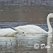 Dan Swan Photo 31