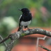 Richard Bird Photo 64