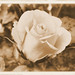 Rose Akin Photo 7
