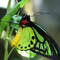 Janice Curtiss Photo 9