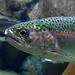 Lacey Trout Photo 8