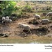 Monte Lamb Photo 7