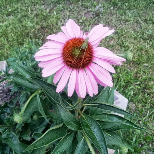 Nancy Hawley Photo 33