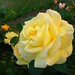 Janis Rose Photo 13