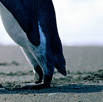 David Abramson Photo 25