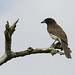 Jay Brown Photo 23