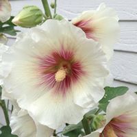 Nancy Gass Photo 6