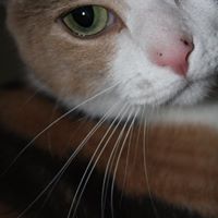 Kitty Ross Photo 12