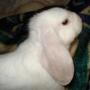 Suzanne Perkins Photo 18