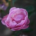 Rose Thompson Photo 33