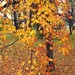 Jeannie Maple Photo 11