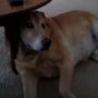 Lori Howell Photo 15