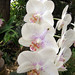 Nancy Mahler Photo 23